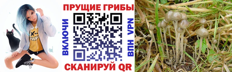 Галлюциногенные грибы Cubensis  Баймак 